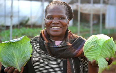 How not to do climate change adaptation — the sad case of the Bertrams Inner City Farm